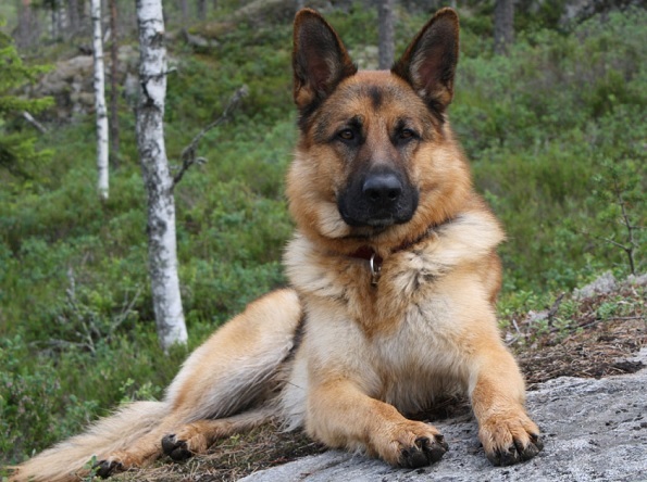 Top 10 la maggior parte delle razze canine intelligenti: pastore tedesco