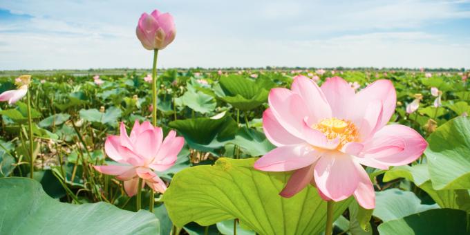 Valle dei fiori di loto (regione di Krasnodar)