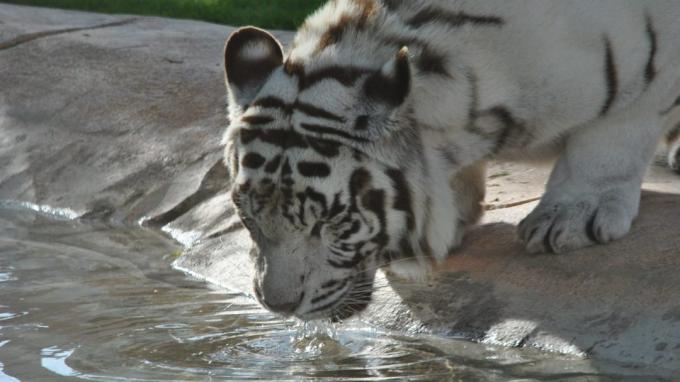 Splendidi animali: Tigre
