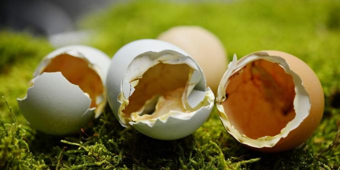 Gli alimenti ricchi di calcio. guscio d'uovo