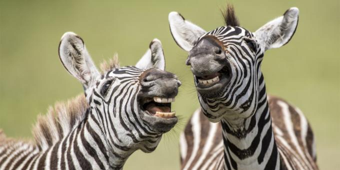 Le maggior parte delle foto ridicole di animali - zebra