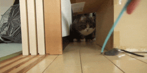 5 motivi per cui i gatti tanto come una scatola