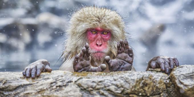 Le maggior parte delle foto ridicole di animali - scimmie