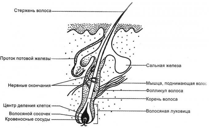 La struttura del capello