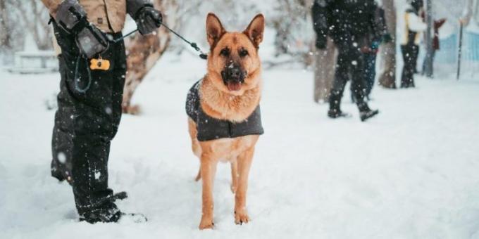 Come sollevare un cane: per stare in piedi