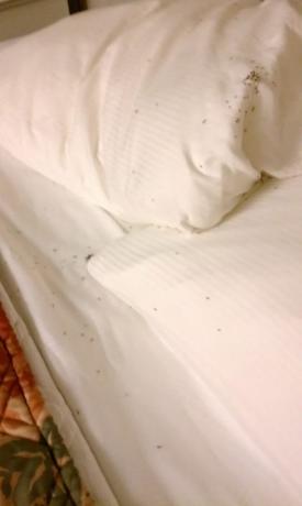 insetti nella camera d'albergo