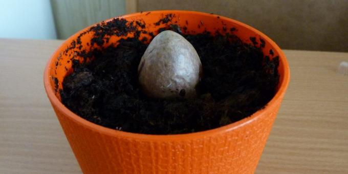 Come far crescere un avocado da una pietra: La pietra nel piatto
