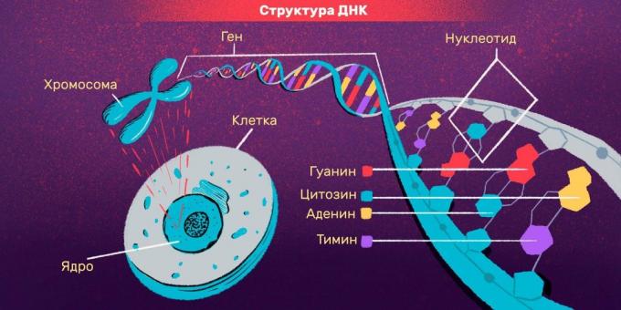 identificazione e DNA test personali: Struttura del DNA