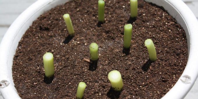 Come far crescere le cipolle sul davanzale della finestra: Cipolle subito dopo la semina nel terreno