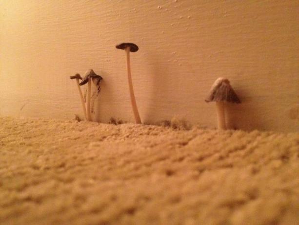 funghi nella camera d'albergo