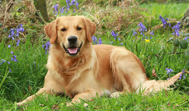 Top 10 la maggior parte delle razze di cani intelligenti: Golden Retriever