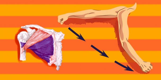 Esercizi sui muscoli pettorali: per caricare più che la parte inferiore del muscolo pettorale, avete il assegnato verso la spalla di tradurre in avanti e verso il basso