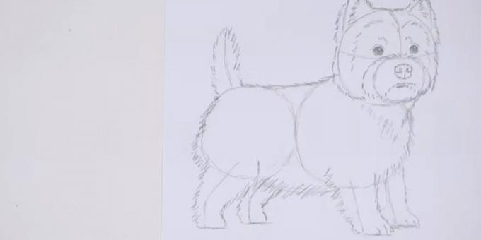 Disegnare il corpo e la coda del cane