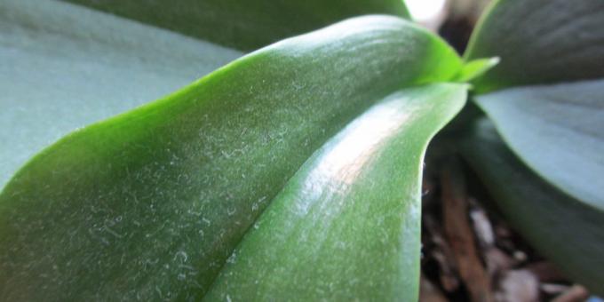 Come l'acqua l'orchidea: per eliminare la polvere sulle foglie, organizzare per impianto doccia