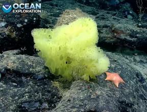 Dispositivo sommergibile profondo avvistato "SpongeBob" e "Patrick" sul fondo dell'oceano