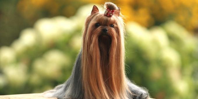 Yorkshire Terrier: Cura