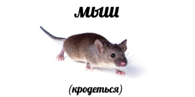 I più cercati nel 2018: Mouse (krodotsya)