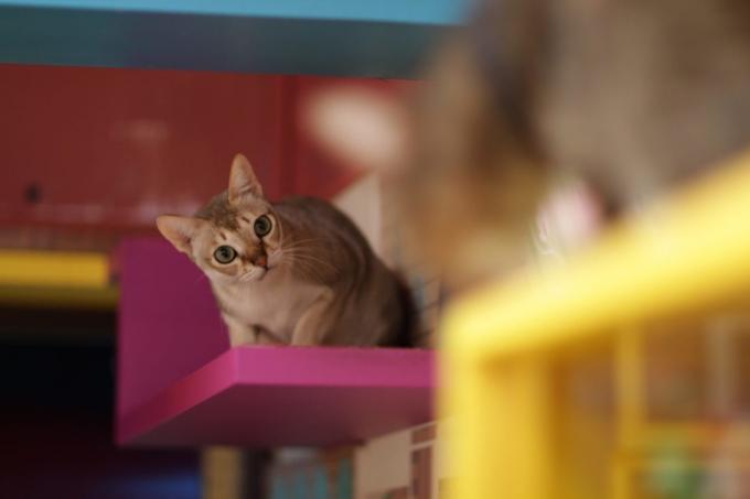 razze di gatti intelligenti: Singapore