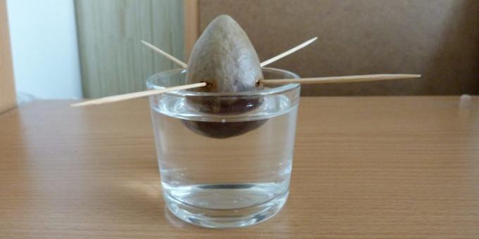 Come far crescere un avocado da una pietra: La pietra in acqua
