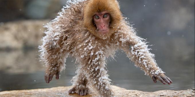 Più divertenti foto di animali - scimmia congelate