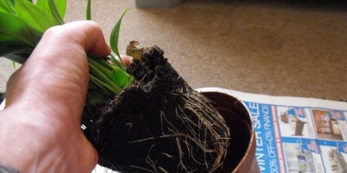 Cura Spatifillo a casa: come trapiantare Spathiphyllum