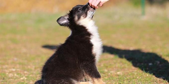 l'educazione del cane: Sit