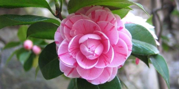 Poco impegnativo piante d'appartamento: giapponese Camellia