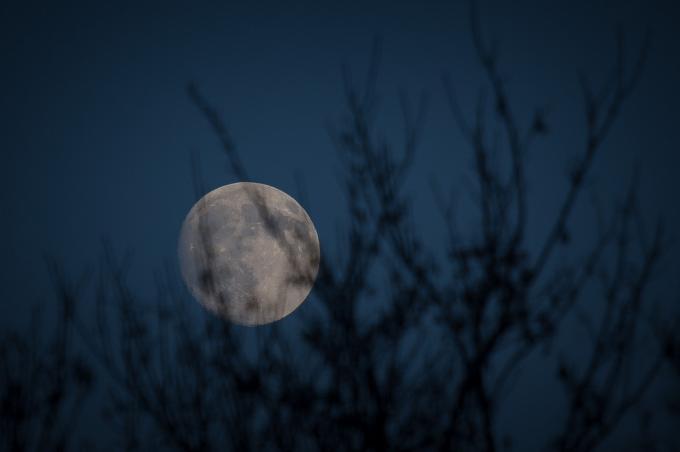 Dieta licantropo, o una dieta lunare