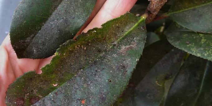 Cosa fare se i colori sono apparsi cocciniglia: Sulle secrezioni zuccherine il parassita si sviluppa nel tempo fungo fuligginosa