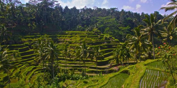 territorio asiatico attira turisti consapevolmente: terrazze di riso Tegallalang, Indonesia