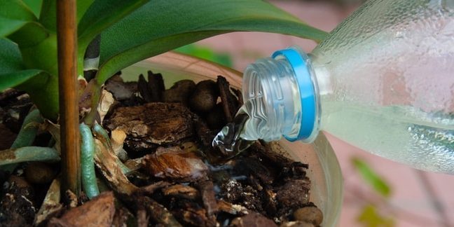 Come l'acqua l'orchidea: cercare di arrivare alla pianta stessa, quando l'acqua viene versata