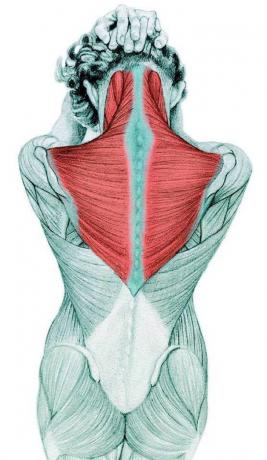 Anatomia di stretching: allungamento dei flessori del collo