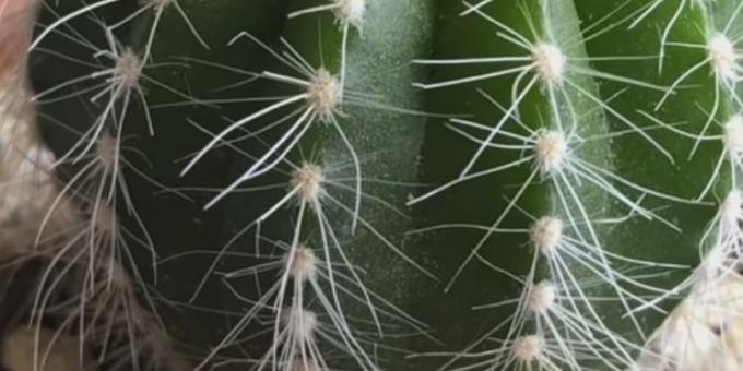 Come prendersi cura di cactus: ragnetto