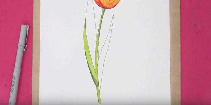 Come disegnare un tulipano: dipingi il gambo e parte della foglia