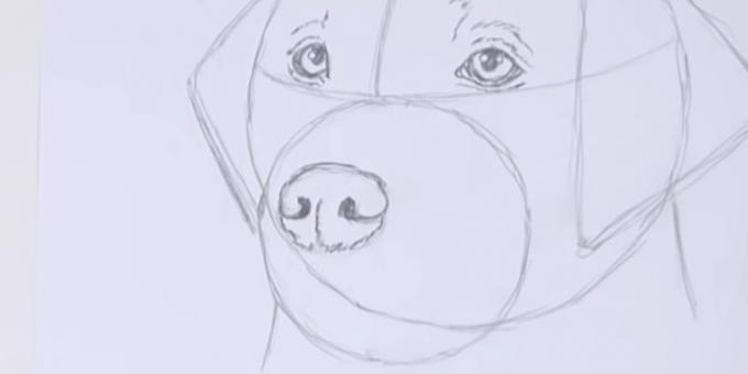 Disegnare il naso del cane