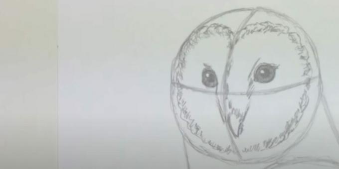 Come disegnare un gufo: raffigura il becco e il disco frontale