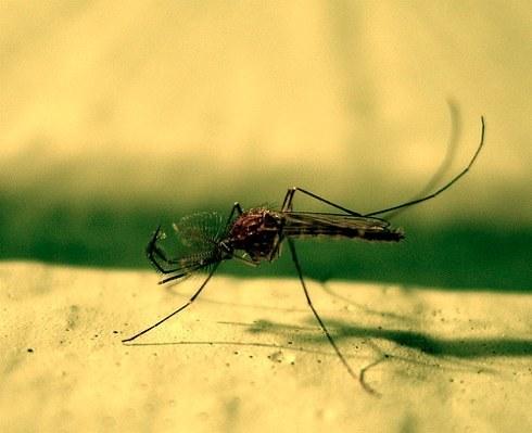 rimedi popolari contro le zanzare, i consigli su come proteggersi da insetti