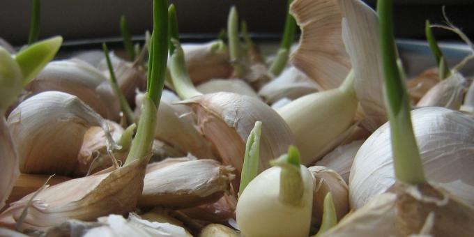 Come far crescere l'aglio a casa