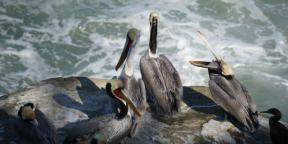 Il birdwatching porta gioia, come lo yoga o la meditazione al parco: interviste alle birdwatcher Roma Heck e Mina Milk
