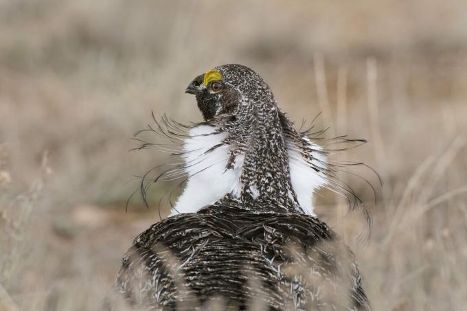 Le migliori foto di uccelli del concorso della National Audubon Society