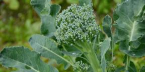Come piantare e prendersi cura dei broccoli per un buon raccolto