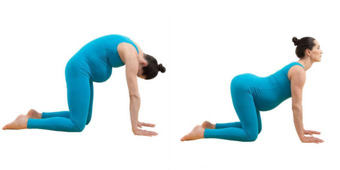 Yoga per le donne in gravidanza: Posa "cat-ox" (mardzhariasana-bitilasana)