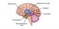 Il meccanismo della paura: come svezzare il cervello di avere paura