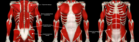 Guidare lo sviluppo della corteccia muscolare: anatomia, test e programma di formazione