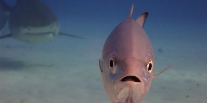 Le maggior parte delle foto ridicole di animali - pesci