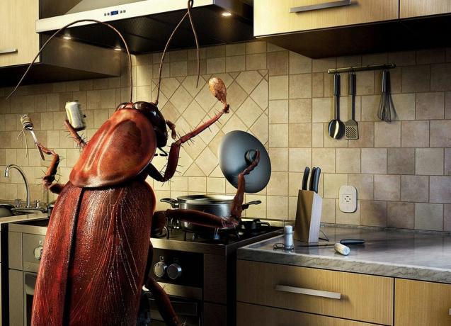 Come sbarazzarsi di scarafaggi 