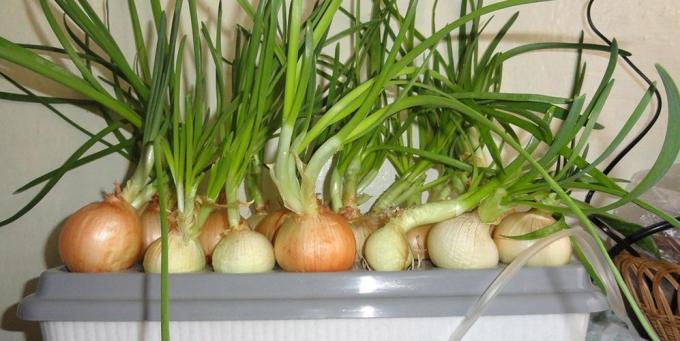 Come far crescere le cipolle sul davanzale della finestra: Cipolle in un setup idroponica