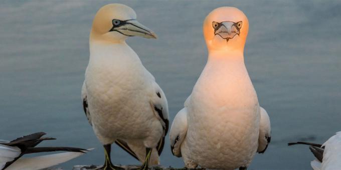 Le maggior parte delle foto ridicole di animali - un uccello con una testa luminosa