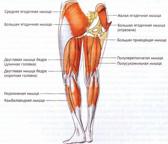 I muscoli che ci aiutano a mantenere l'equilibrio