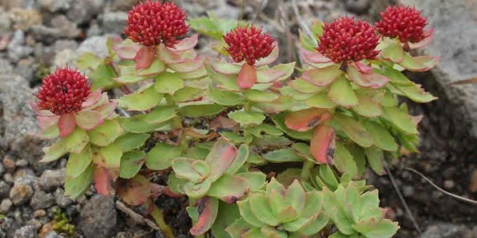 adaptogens popolari: Rhodiola rosea